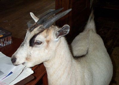 Ilovemy13goats Image Ilovemy13goats Image 5